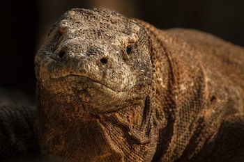 Cabeza y cuello de un dragón de Komodo en primer plano con piel escamosa de color marrón y fondo oscuro