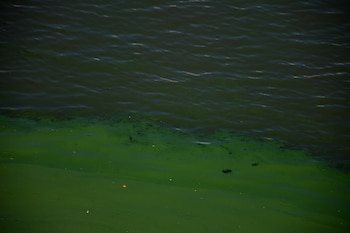 Los ecosistemas de aguas tranquilas