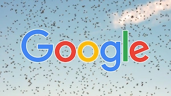 Por qué Google quiere liberar más de 30 millones de mosquitos en Estados Unidos y qué busca conseguir