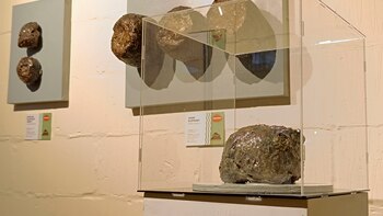 Exhibir excrementos de animales para