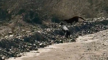 El último registro de yaguarundíes