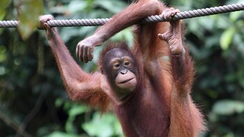 Malasia permitirá apadrinar orangutanes a