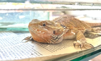 Un dragón barbudo hallado en