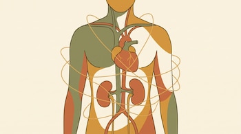 Ilustración gráfica de un torso humano que muestra el corazón, los riñones y arterias rodeados por trazos dorados sobre un fondo claro.