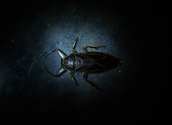 Pese a que pueden causar