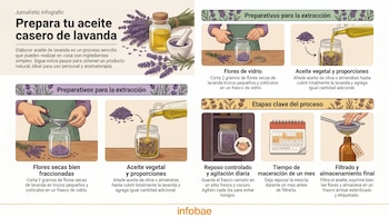 Infografía con 8 ilustraciones que muestran el proceso paso a paso para hacer aceite de lavanda: cortar flores secas, agregar aceite en un frasco, reposo, y filtrado.