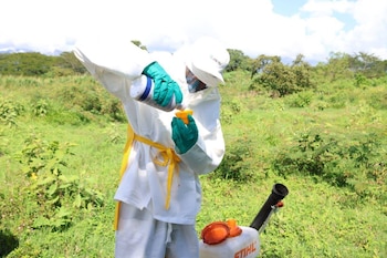 Brigadas especializadas llevan a cabo prospecciones y fumigación en terreno para anticipar brotes de la plaga en áreas de riesgo. (Foto cortesía SAG)