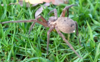 Una araña marrón de ocho patas largas y abdomen ovalado con motas oscuras se mueve sobre hierba verde