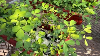 El mejoramiento genético permitió el