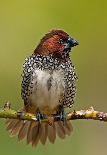 Las munias, los pájaros que
