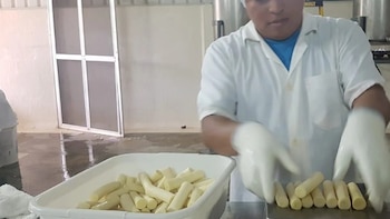 Se robustece la producción de palmito en Panamá, aunque parte del consumo aún depende de la importación desde Costa Rica