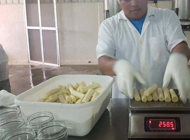 Se robustece la producción de palmito en Panamá, aunque parte del consumo aún depende de la importación desde Costa Rica