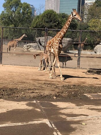 Claudia Sehinbaum anunció que el