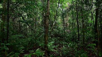 Mercados de carbono: una nueva etapa con foco en calidad y expansión global