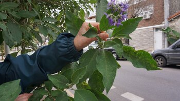 La salvia guaranítica, nativa de