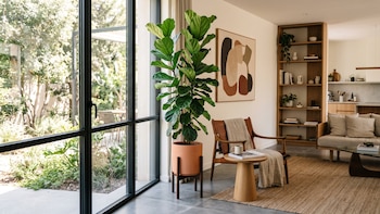 Ficus lyrata: el árbol de interior que crea ambientes frescos y modernos en el hogar