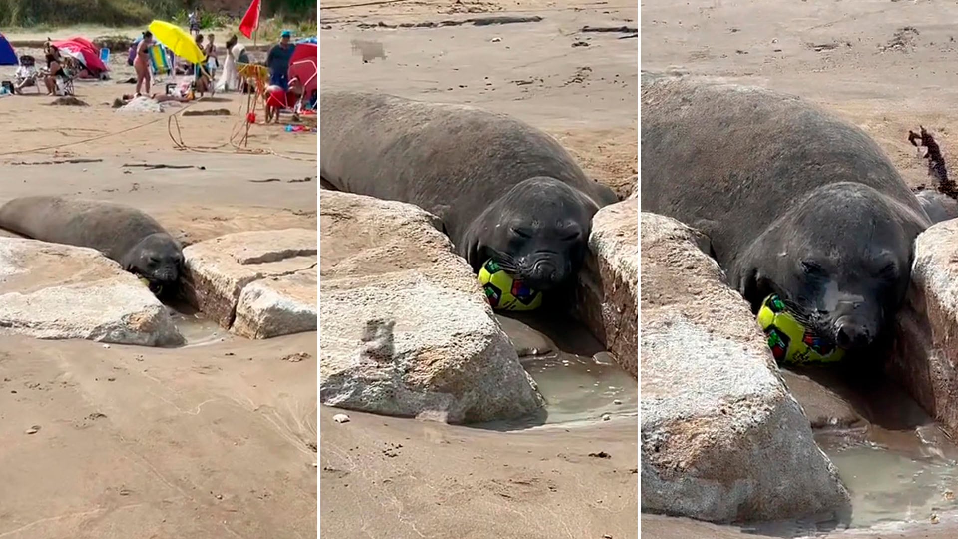 Una familia argentina experimentó un inusual encuentro con un elefante marino en la playa de Mar del Plata