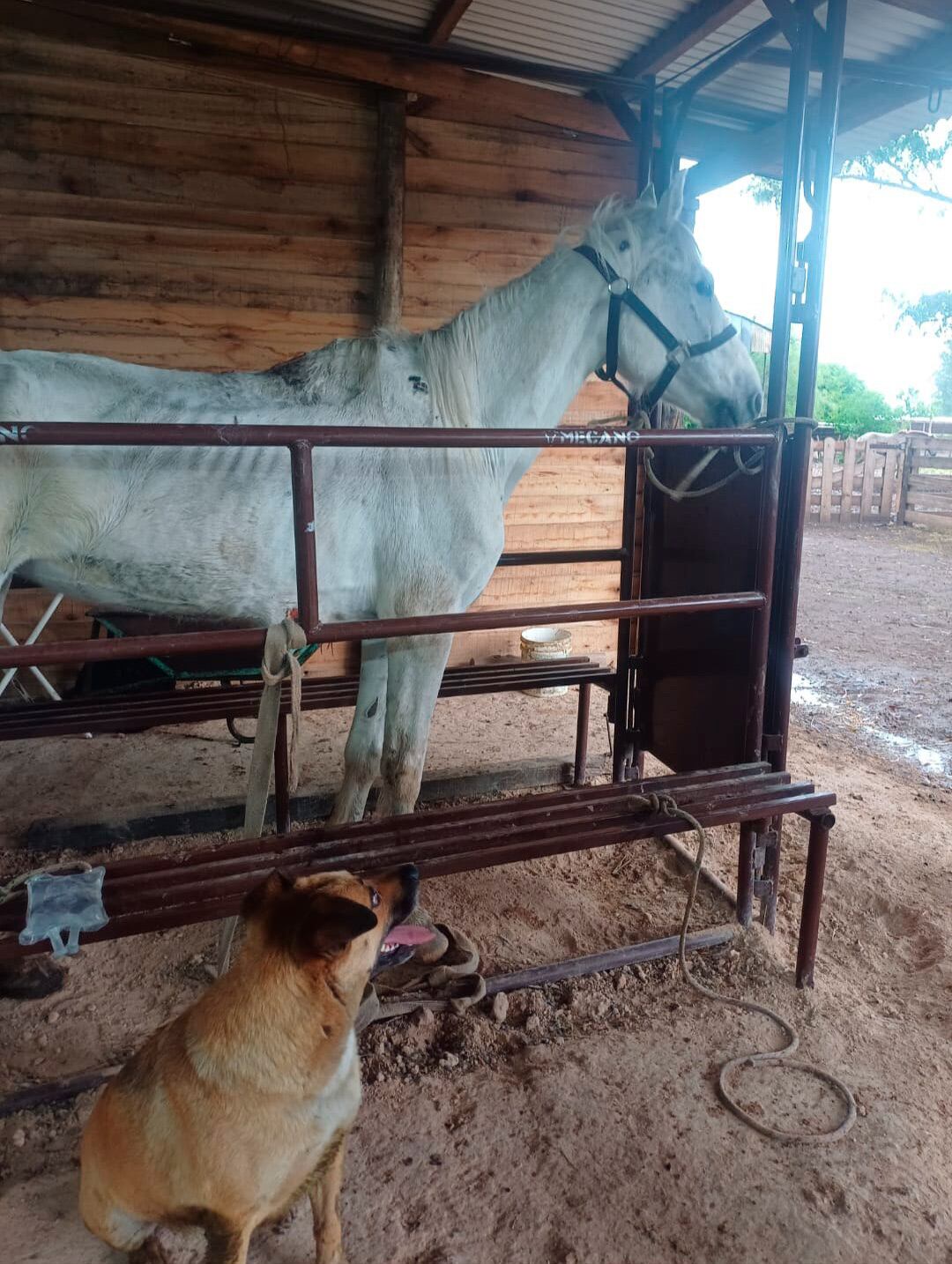 En el campo de la ONG, Ami acompañó cada segundo de la revisión médica (caballosrecc)