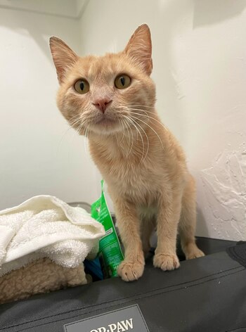 La cara que ve Shambles