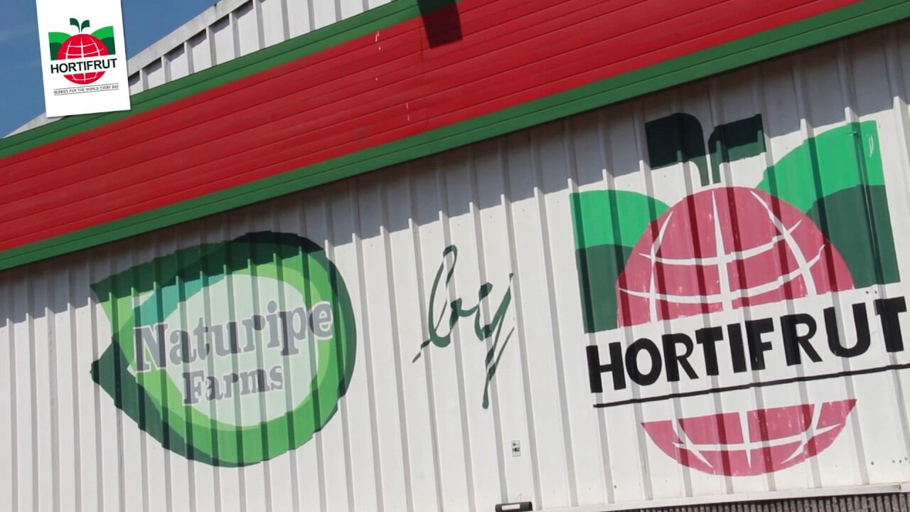 Aun en medio del retroceso en el desempeño, el pasivo financiero neto prácticamente no mostró variaciones y se ubicó en torno a los USD 776,8 millones. Foto: Hortifrut