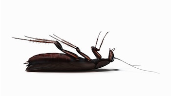 Los insecticidas afectan el sistema