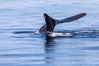 Las ballenas francas del Atlántico