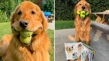 La historia de Finley, el perro que puede sostener seis pelotas de tenis al mismo tiempo