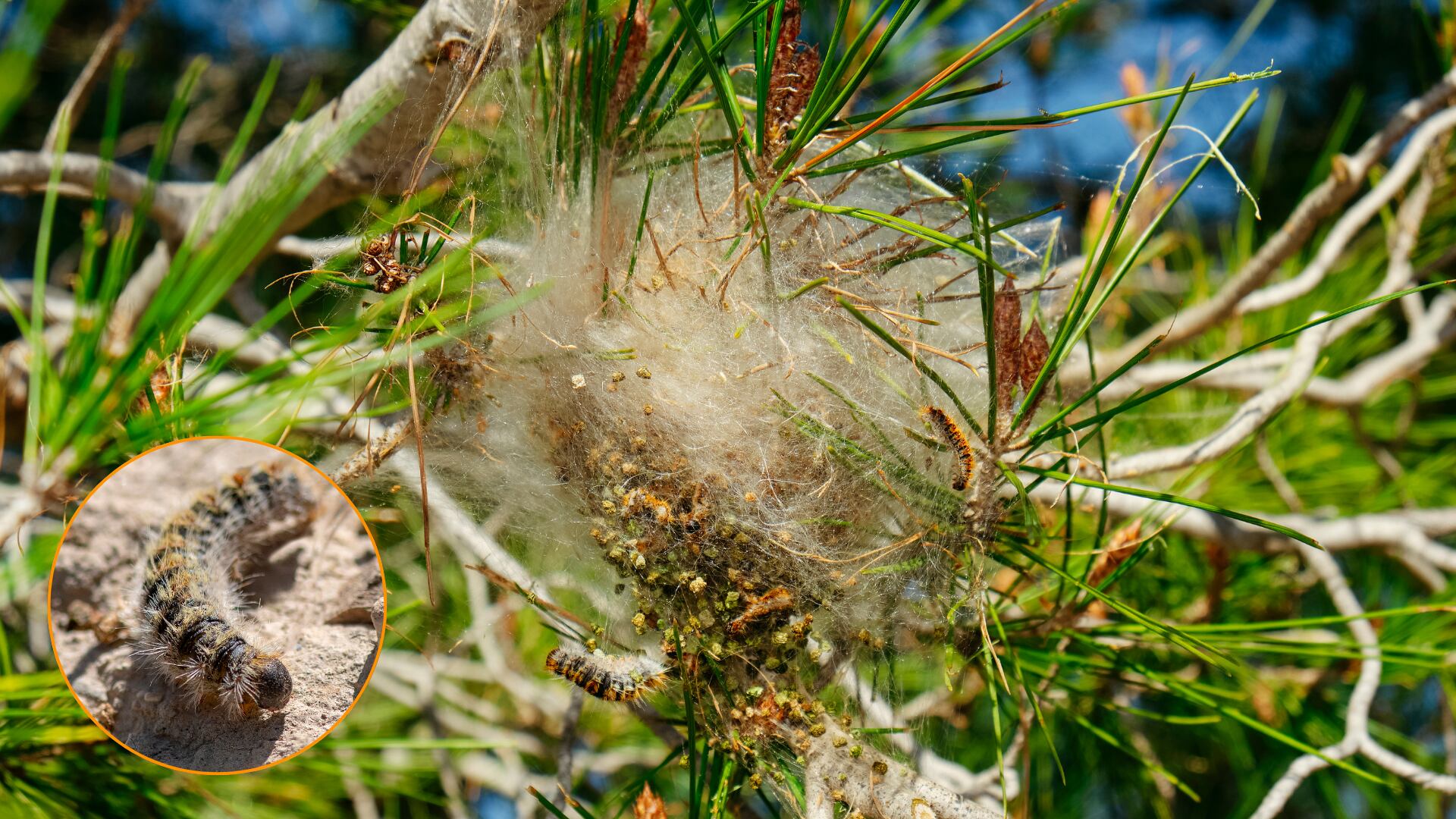 Este insecto provoca graves reacciones alérgicas. (Montaje Infobae)