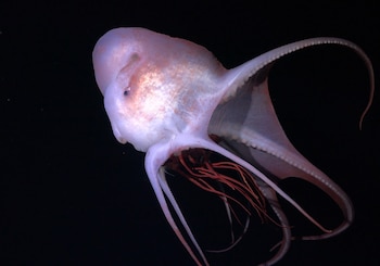 Descubren 31 especies en una expedición submarina en Brazil