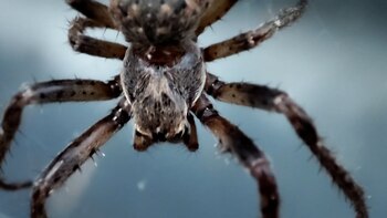 Las redes de arañas Larinioides