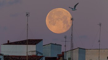 Blue Ghost logra perforar la