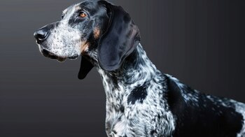 Debido a que los perros