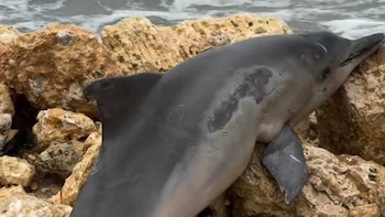 Camiones pasan sobre delfín muerto