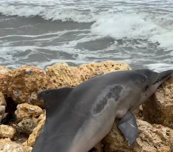 El cuerpo del animal fue