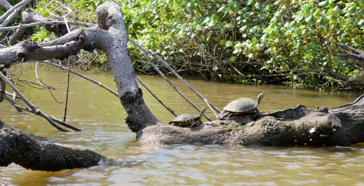 Una vez ahí puedes visitar también esta reserva natural (Tecolutlaveracruz.com)