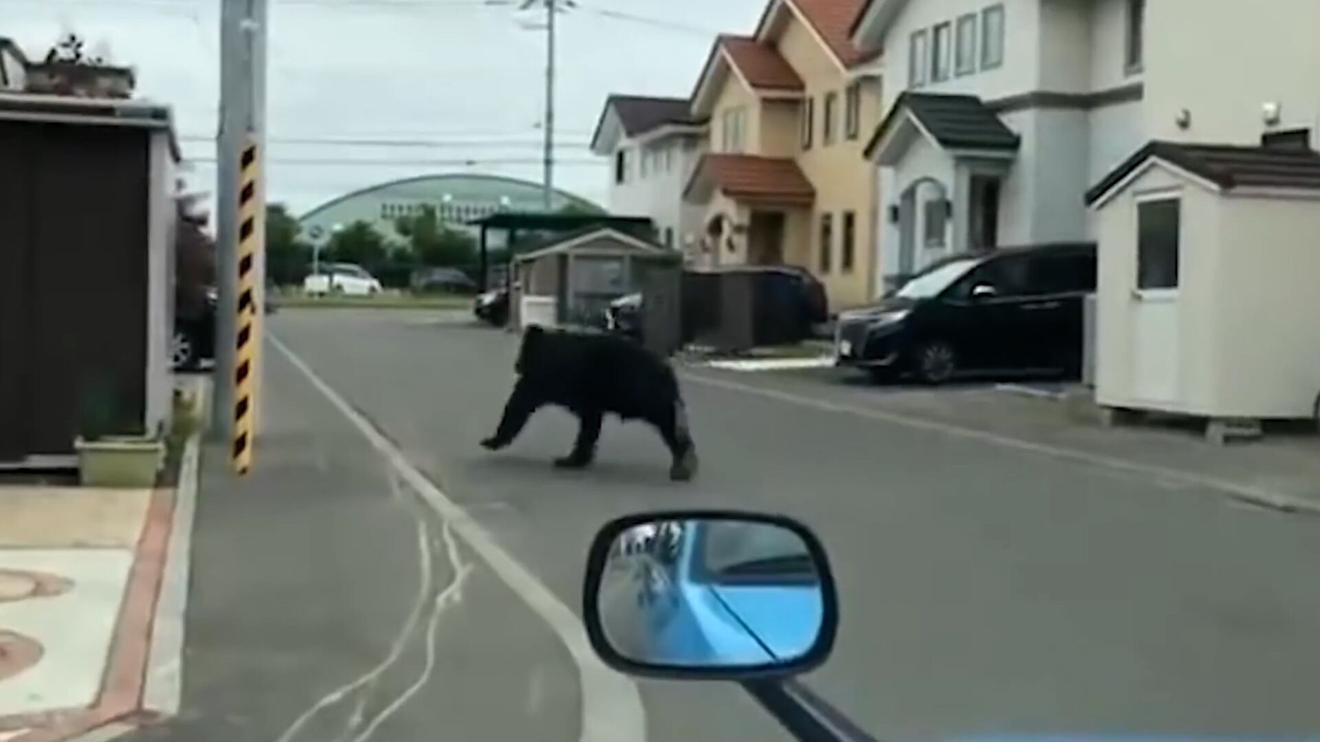 Imagen de un oso en medio de una zona urbana.