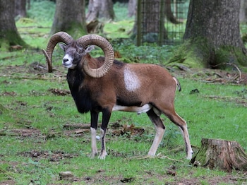 Imagen de archivo de un muflón. (Rufus46/Wikimedia Commons)