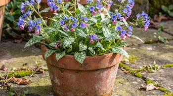 Maceta de barro con una planta de hojas verdes con manchas blancas y pequeñas flores de colores azul, violeta y rosa.