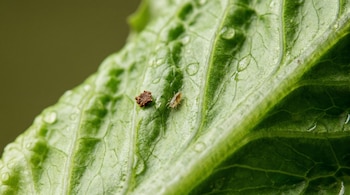 Hoja de lechuga verde con gotas de agua. En su superficie, una partícula marrón de forma irregular y un pequeño ser vivo de color claro.