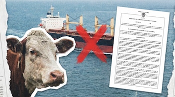 Primer plano de la cabeza de una vaca con textura risográfica y un Proyecto de Decreto, sobre un buque carguero con una 'X' roja, todo en azul.