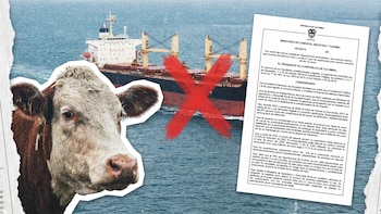 El Gobierno publicó el proyecto de decreto que frena la exportación de terneros para bajar el precio de la carne en Colombia