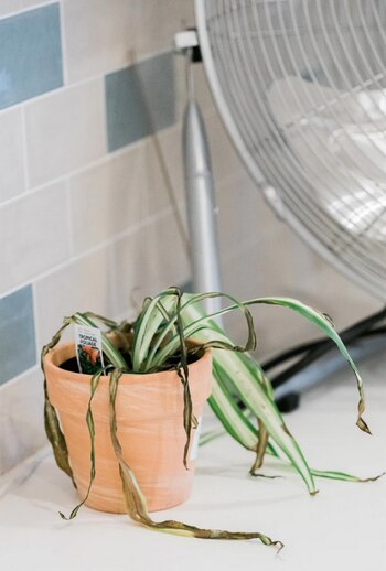 Plantas moribunas, una escena común