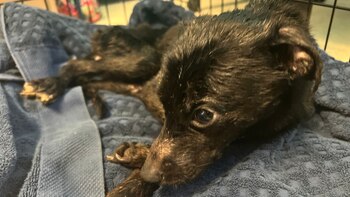 El perro chihuahua está siendo