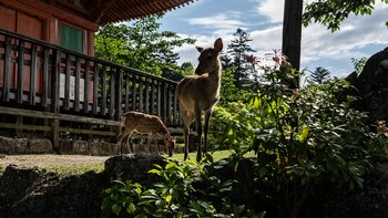 "El virus se ha detectado