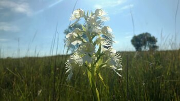 La pérdida de hábitat y
