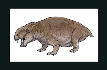 Los dicinodontes fueron herbívoros del linaje de los mamíferos, y compartieron los ecosistemas del Triásico con otros vertebrados terrestres