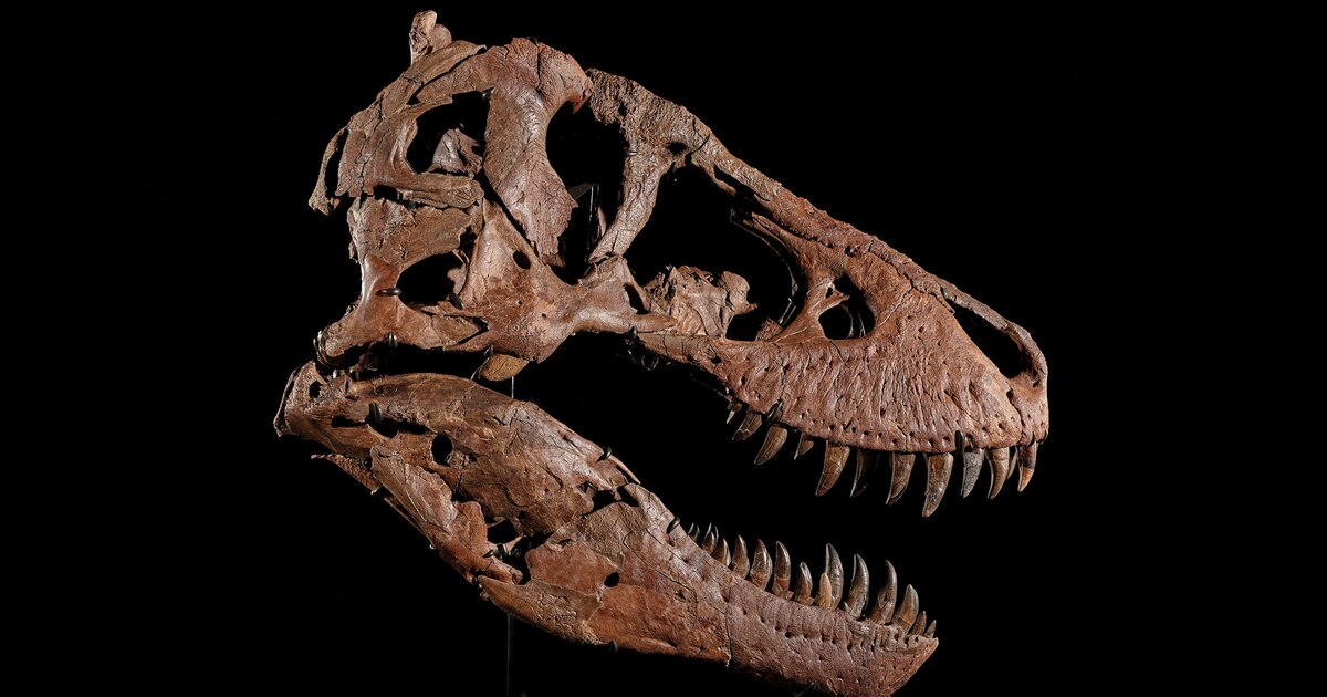 cluster (priority): news.google.com Que réserve l’avenir pour les dinosaures en vente ?
