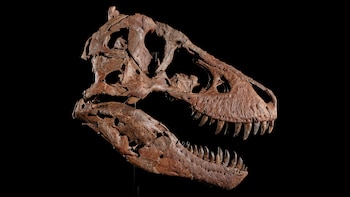 Un T. rex de 67 millones de años saldrá a subasta en Nueva York: cuánto cotiza el valioso fósil
