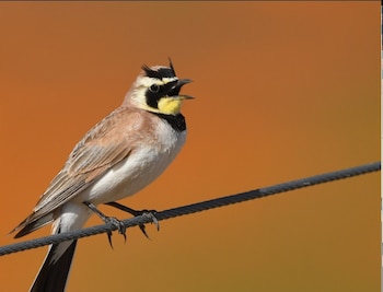 La Alondra Cornuda ha perdido
