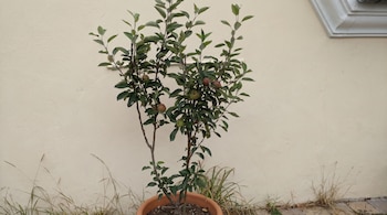 Manzano pequeño en maceta de terracota con hojas verdes y manzanas en desarrollo, apoyado en una pared crema con hierbas secas en la base.